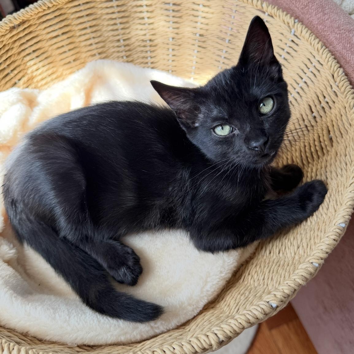 Gary, an adopted Domestic Short Hair in Los Angeles, CA image 2/6