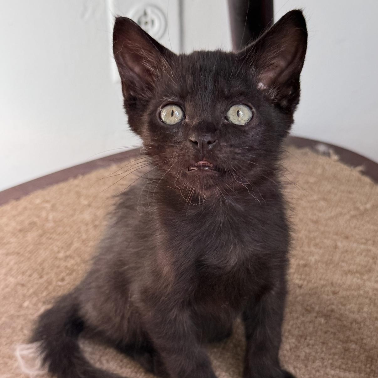 Gary, adopted, Kitten Male Domestic Short Hair.
