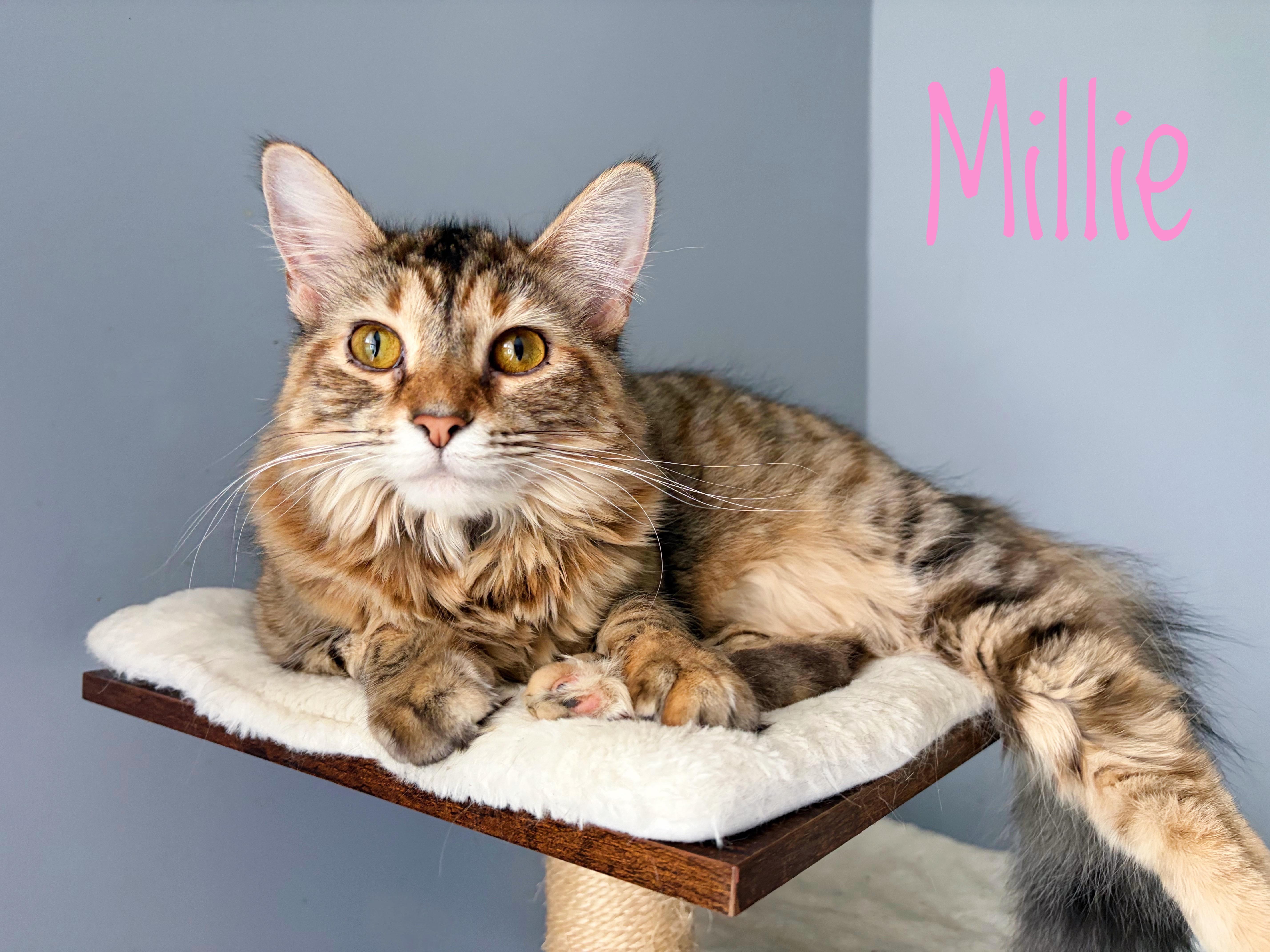 Millie Rose , adoptable, Young Female Domestic Long Hair.