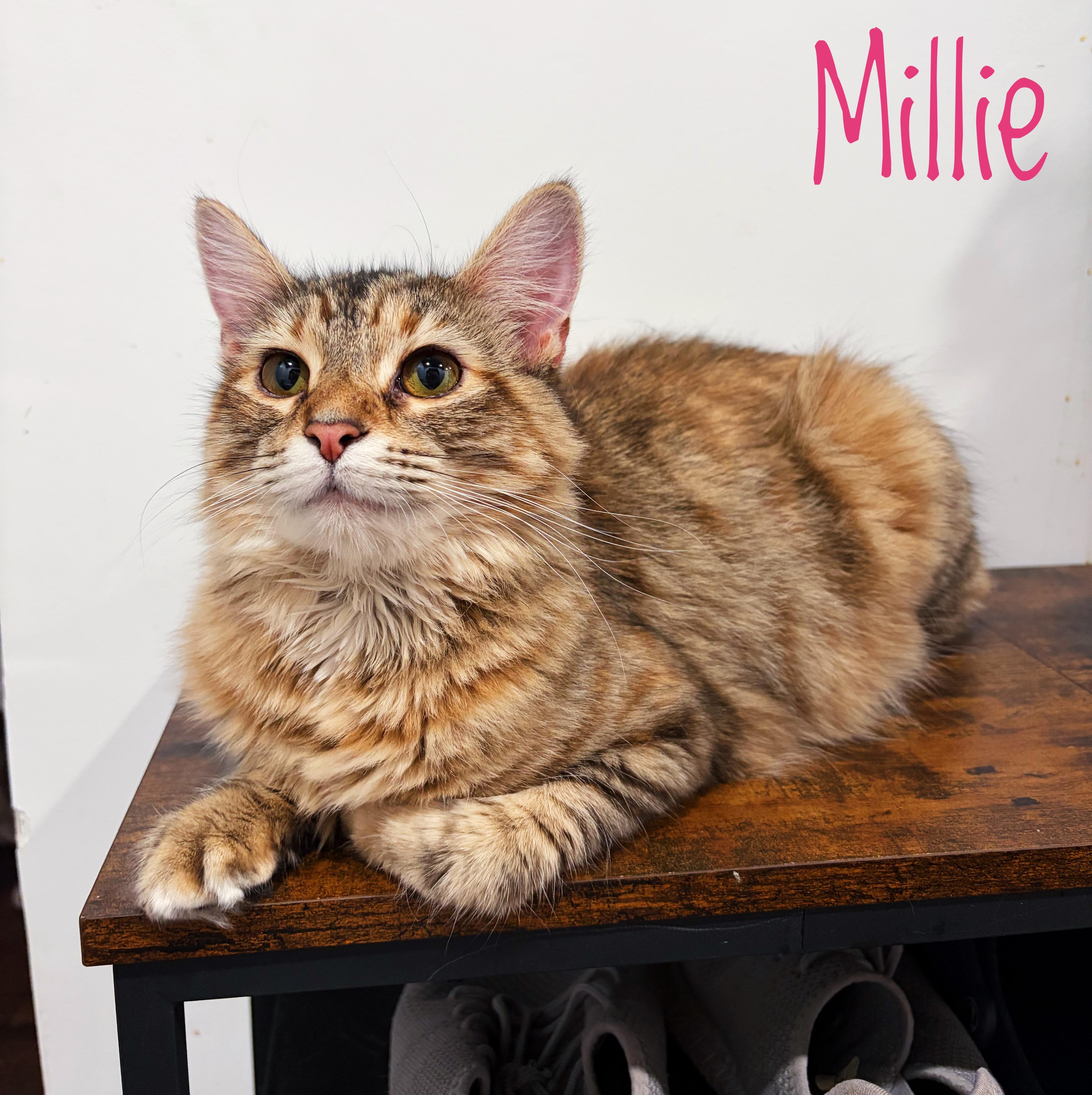 Enlarge Millie Rose , an adopted Domestic Long Hair in Bethel, OH image 1/2