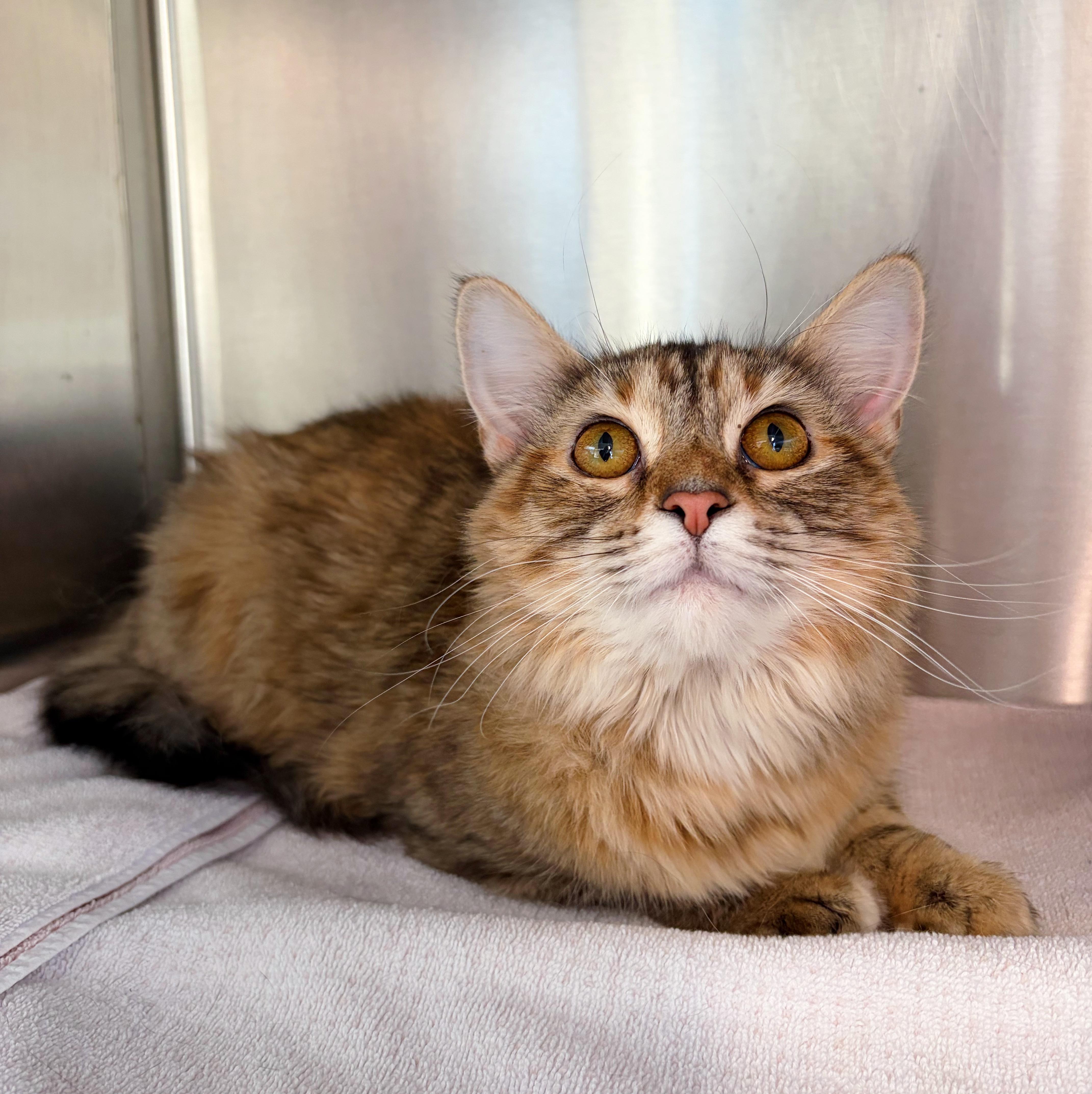 Enlarge Millie Rose , an adopted Domestic Long Hair in Bethel, OH image 2/2