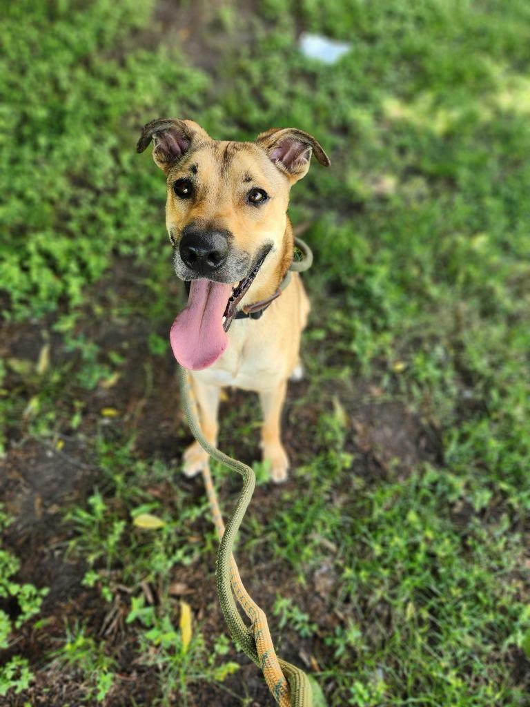 Hopper (In Foster), Adoptable, Adult Male Hound & Labrador Retriever.