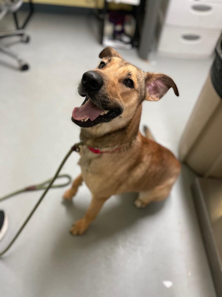 Hopper (In Foster), a Adoptable mixed breed in New Orleans, LA image 2/6