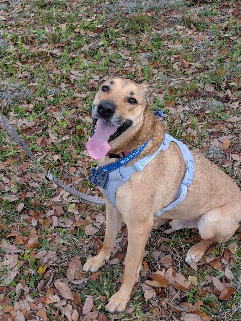 Enlarge Hopper, a Adoptable mixed breed in New Orleans, LA image 2/6