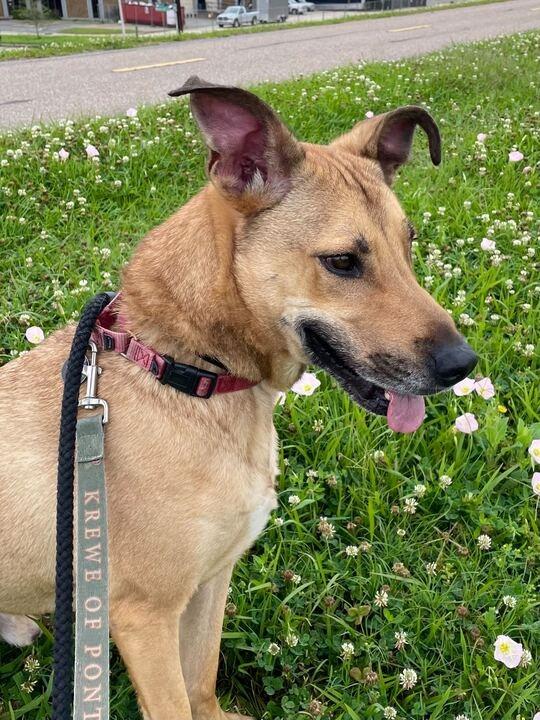 Enlarge Hopper, a Adoptable mixed breed in New Orleans, LA image 1/5