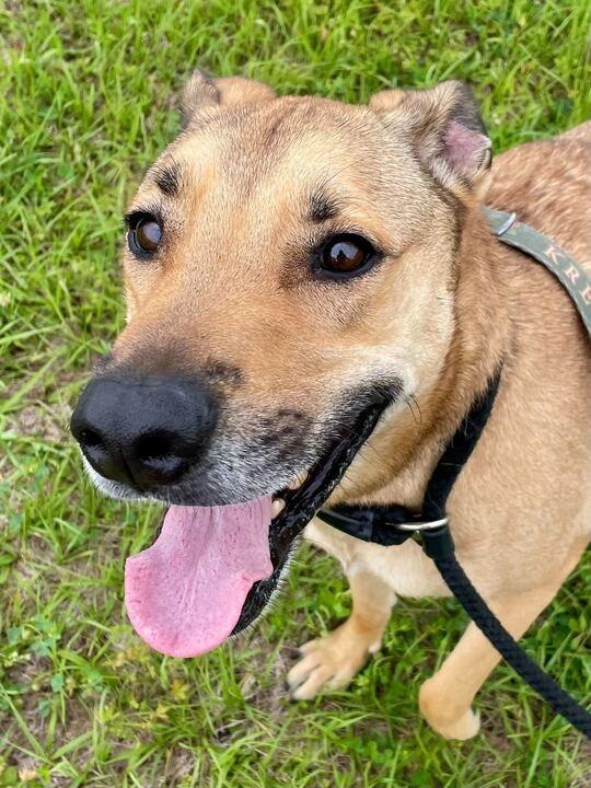 Enlarge Hopper, a Adoptable mixed breed in New Orleans, LA image 2/5