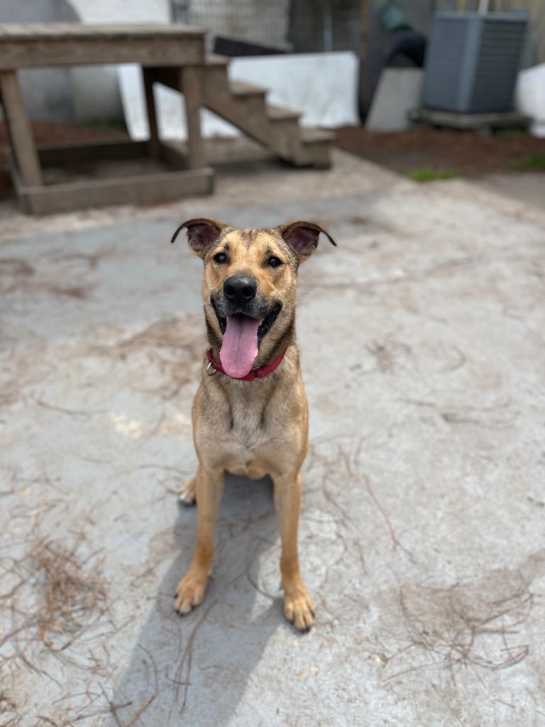 Hopper (In Foster), a Adoptable mixed breed in New Orleans, LA image 2/6