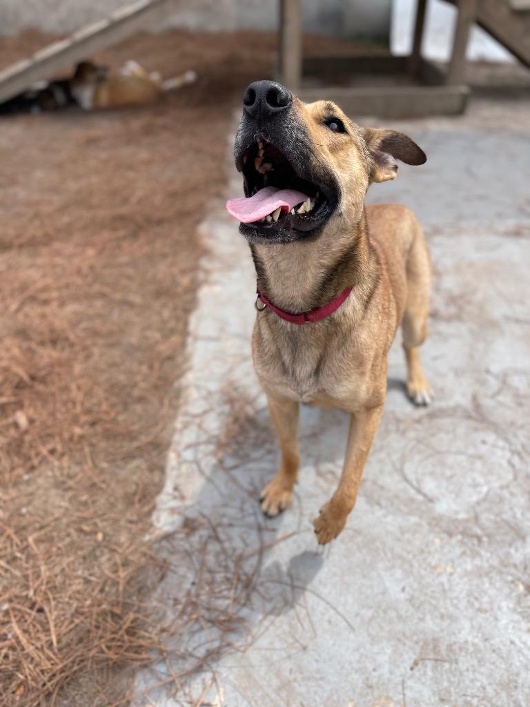 Hopper (In Foster), a Adoptable mixed breed in New Orleans, LA image 4/6
