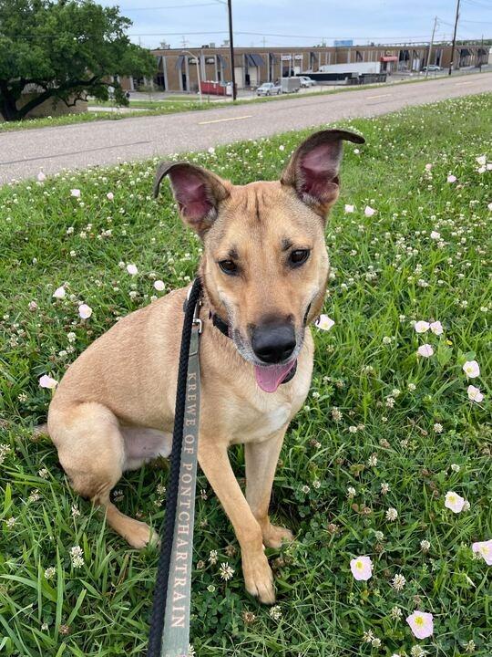 Enlarge Hopper, a Adoptable mixed breed in New Orleans, LA image 3/5