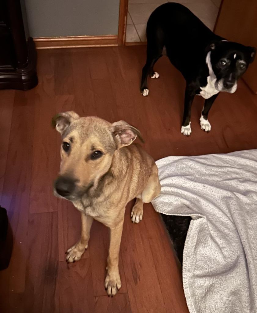 Hopper (In Foster), a Adoptable mixed breed in New Orleans, LA image 4/6