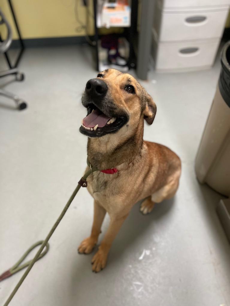 Hopper (In Foster), a Adoptable mixed breed in New Orleans, LA image 5/6