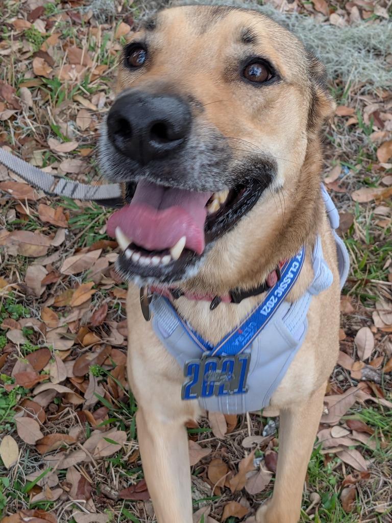 Enlarge Hopper, a Adoptable mixed breed in New Orleans, LA image 4/5