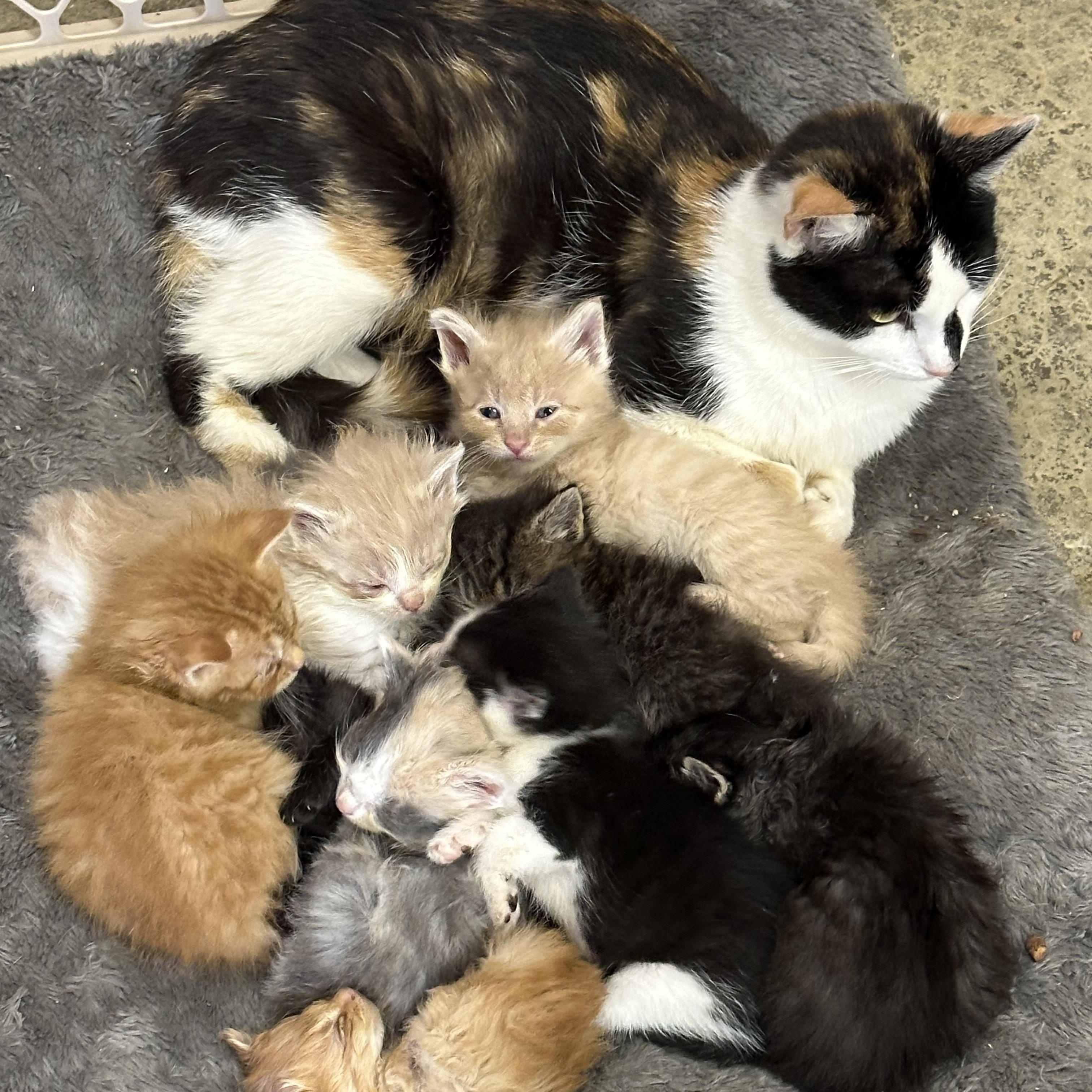 Sweet Babies photo 1