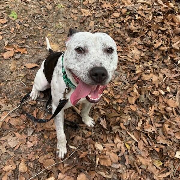 Enlarge Dice, a ADOPTABLE Pit Bull Terrier in Sunderland, MD image 2/3