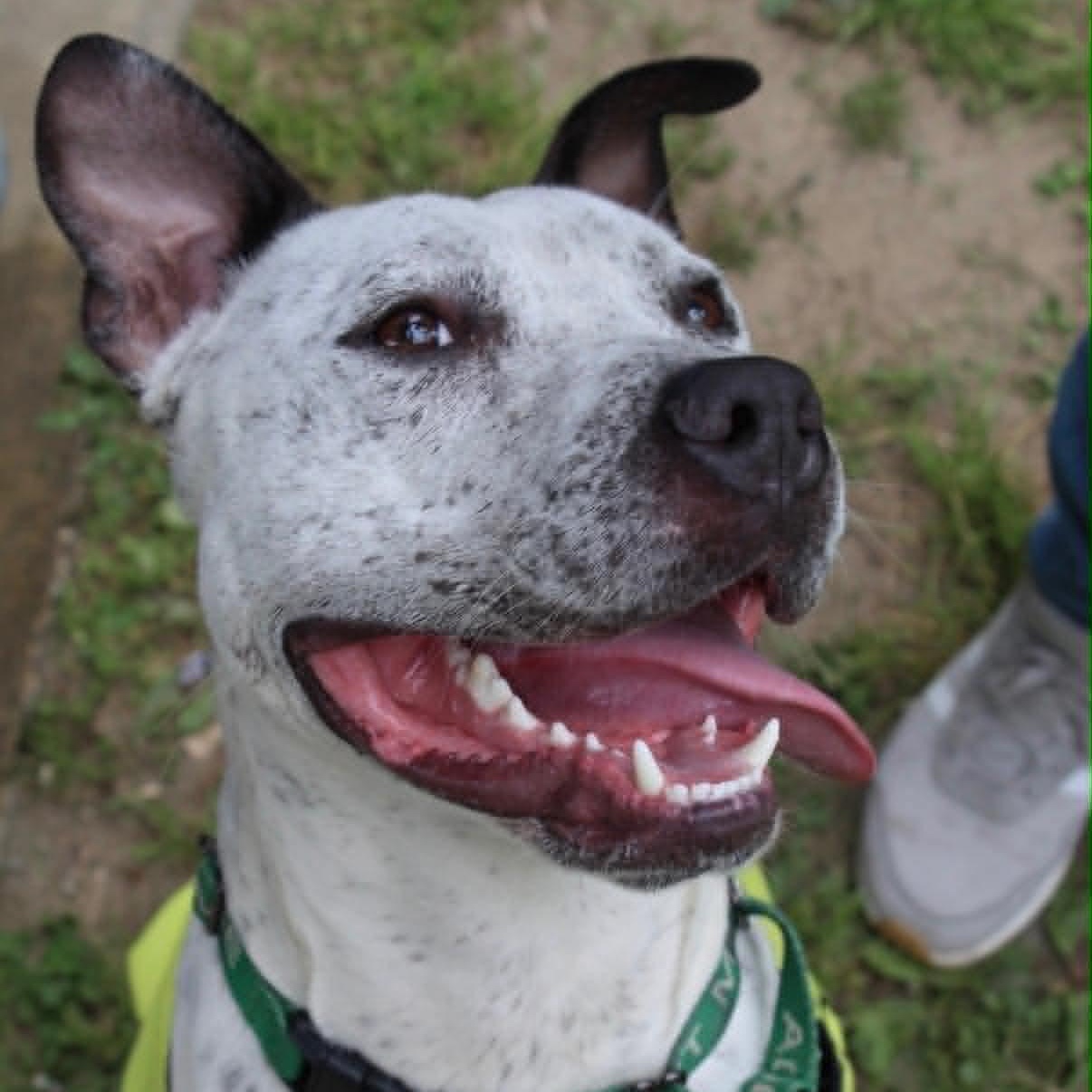 Dice, a ADOPTABLE Pit Bull Terrier in Sunderland, MD image 2/6
