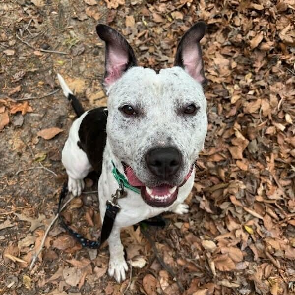 Dice, ADOPTABLE, Young Male Pit Bull Terrier.