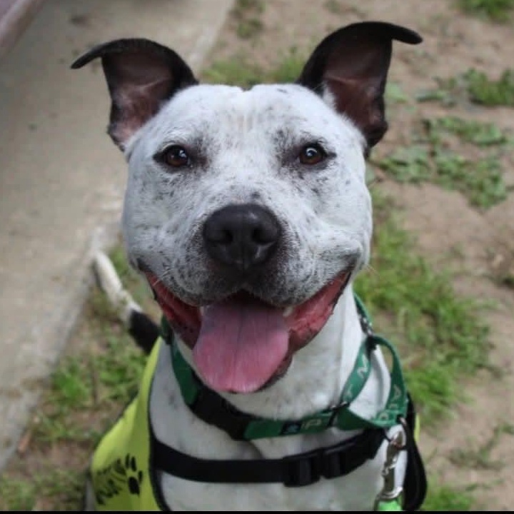 Dice, ADOPTABLE, Young Male Pit Bull Terrier.