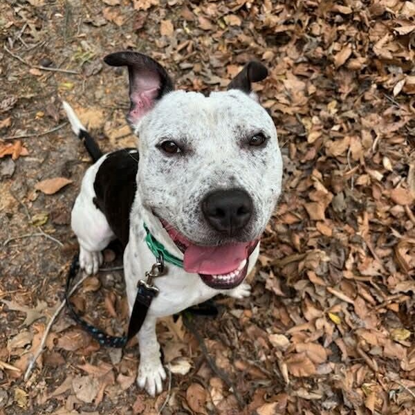 Enlarge Dice, a ADOPTABLE Pit Bull Terrier in Sunderland, MD image 3/3