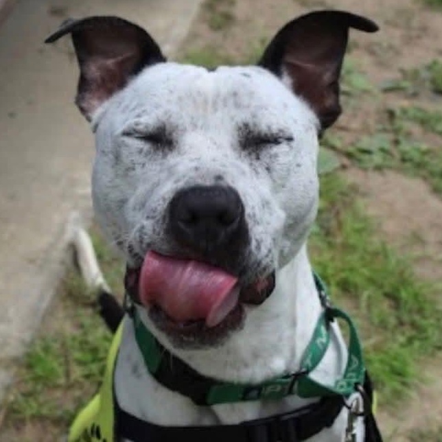 Dice, a ADOPTABLE Pit Bull Terrier in Sunderland, MD image 3/6