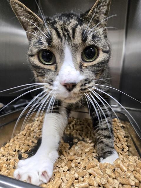 OLIVER, Adoptable, Adult Male Domestic Short Hair.