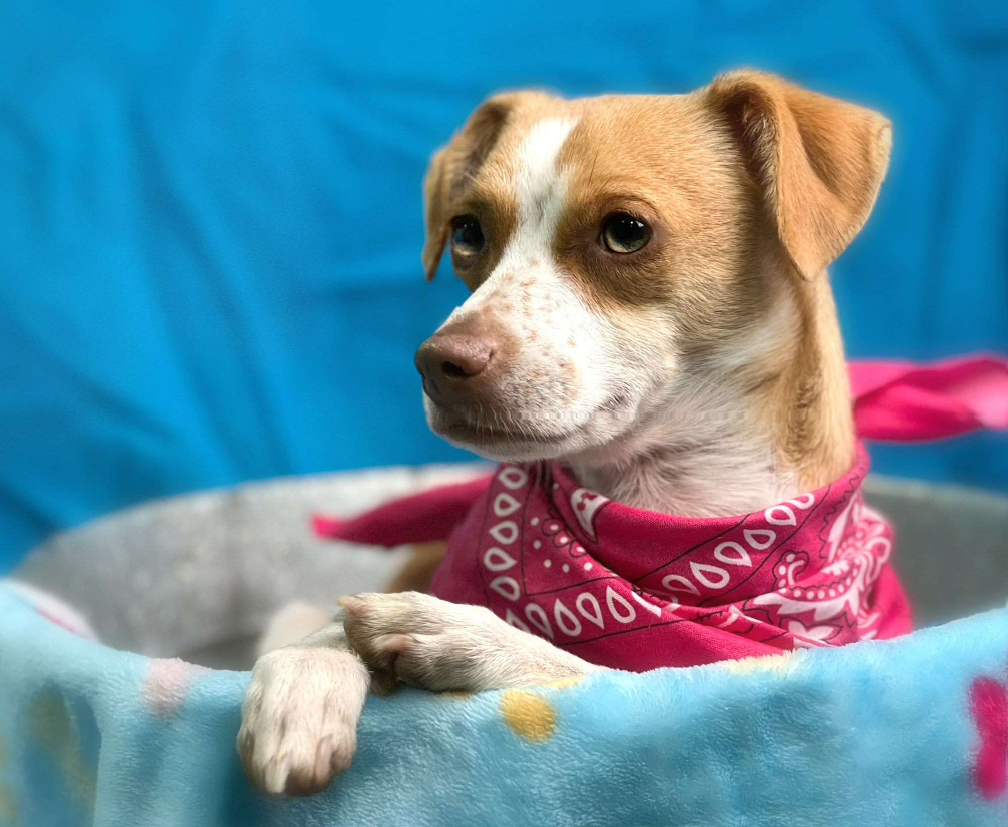 Roxy And Her Long thumbnail 4