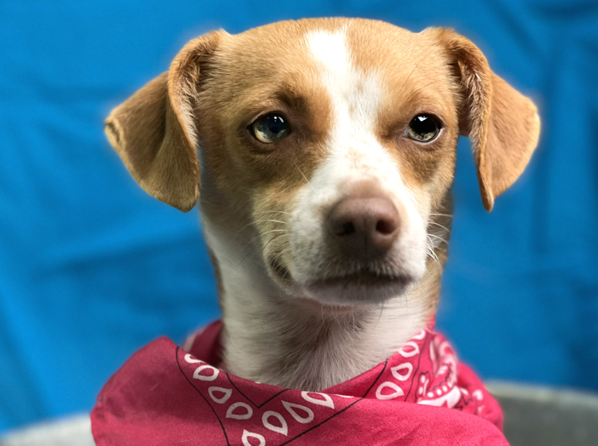 Roxy And Her Long thumbnail 5