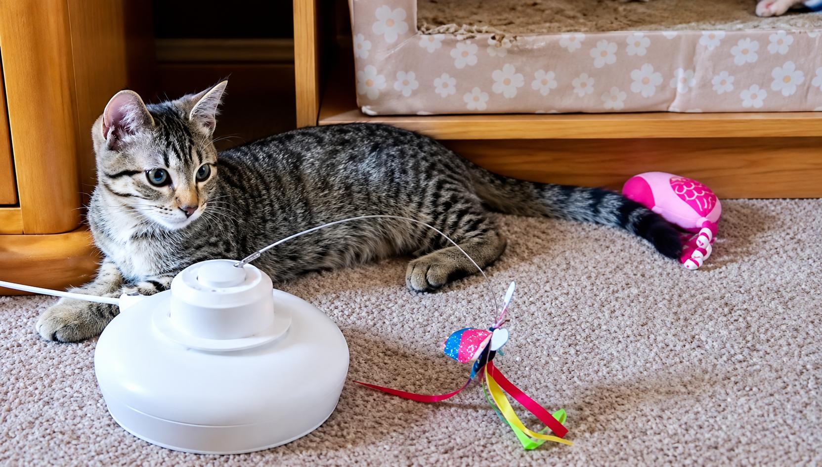 Enlarge Mary Sister of Mousse, a ADOPTABLE Tabby in Houston, TX image 4/6