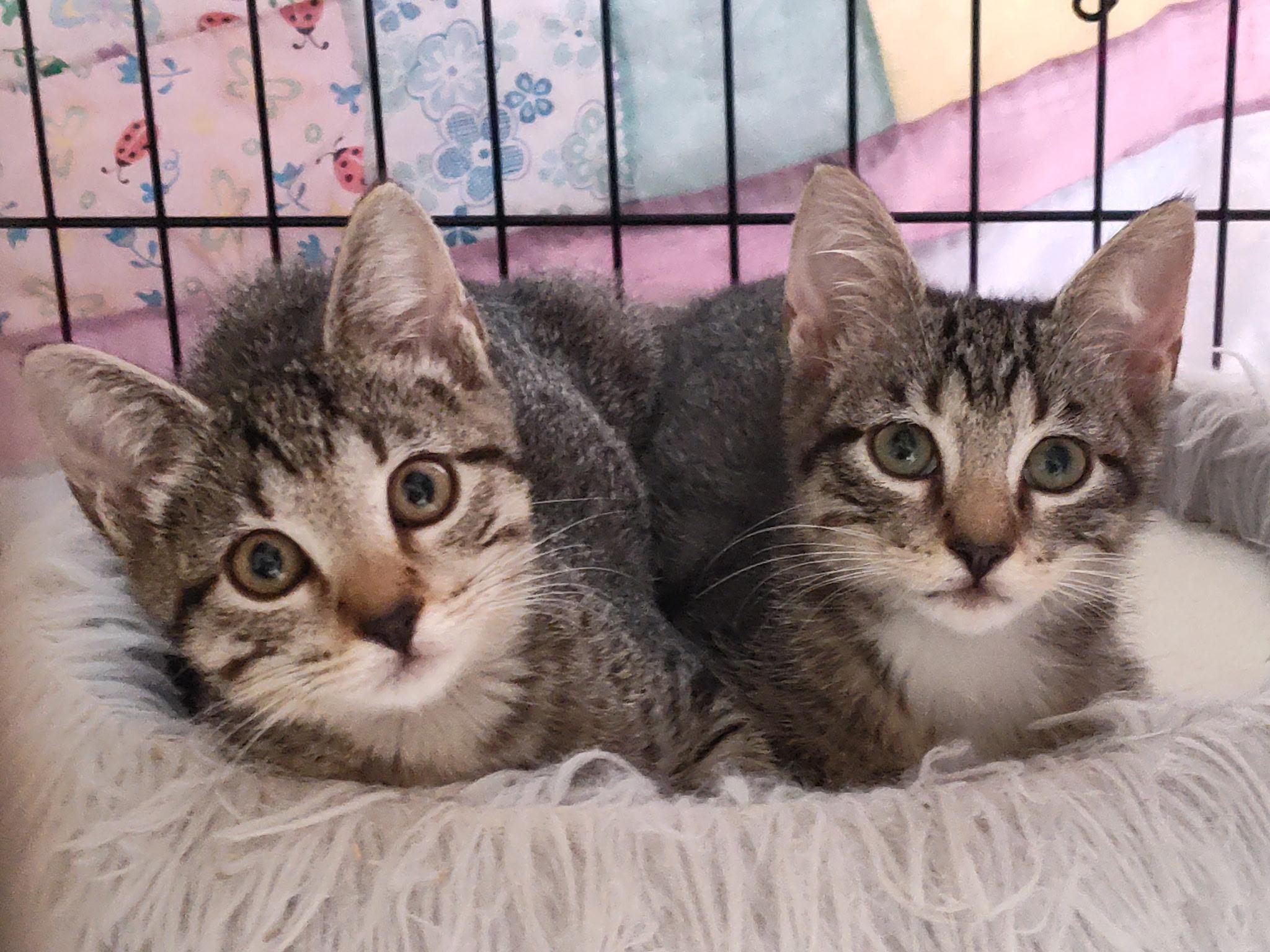 Enlarge Mary Sister of Mousse, a ADOPTABLE Tabby in Houston, TX image 2/6
