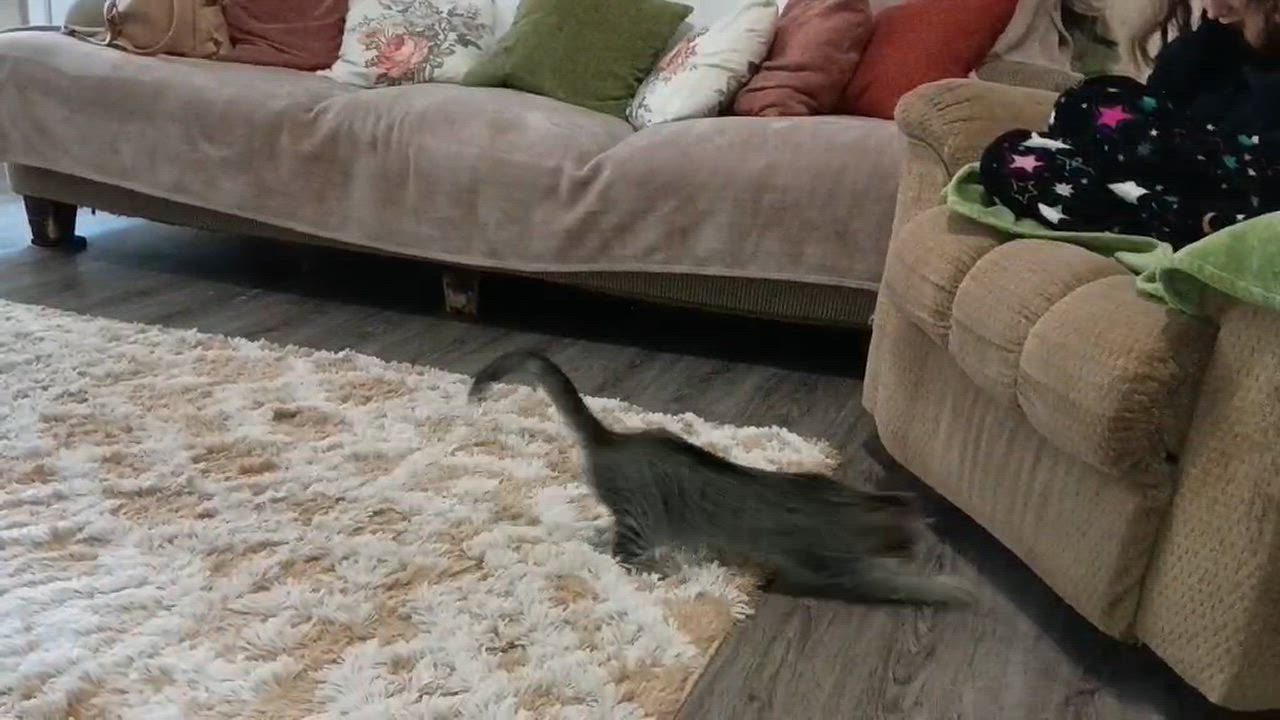 Enlarge Mary - Sister of Mousse, a Adoptable Tabby in Houston, TX video 2/5