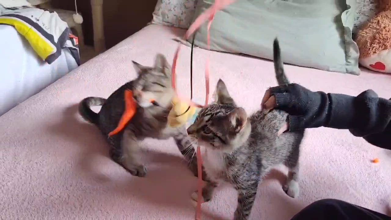 Enlarge Mary Sister of Mousse, a ADOPTABLE Tabby in Houston, TX video 6/6