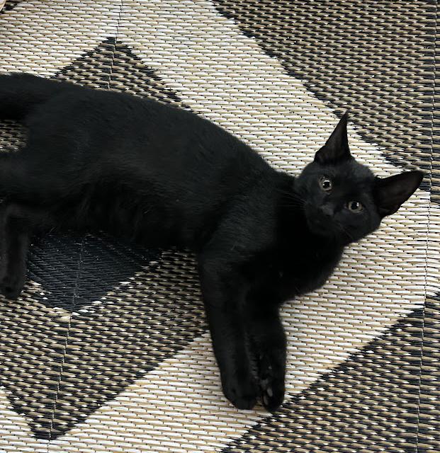 Ace, Adoptable, Kitten Male Domestic Short Hair.