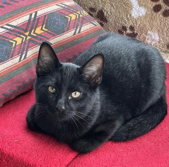 Enlarge Ace, a Adoptable Domestic Short Hair in Wadsworth, OH image 4/4