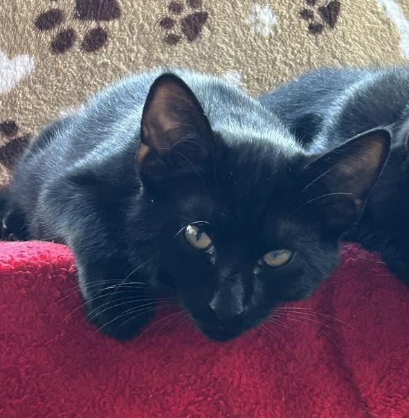 Enlarge Ace, a Adoptable Domestic Short Hair in Wadsworth, OH image 2/4