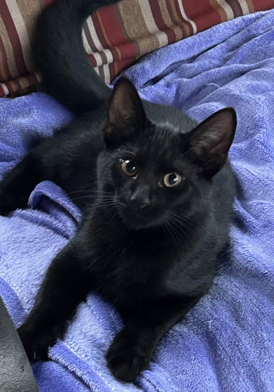 Enlarge Ace, a Adoptable Domestic Short Hair in Wadsworth, OH image 3/4