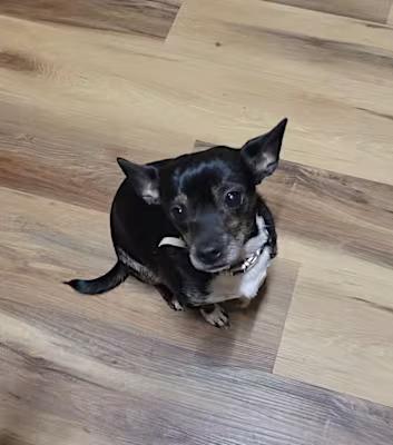 Oreo, a Adoptable Chihuahua in Claymont, DE image 2/4