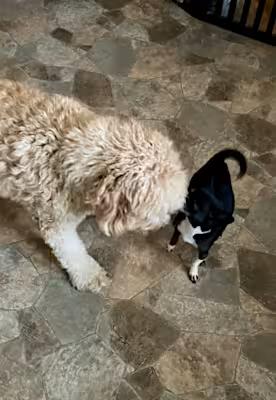 Oreo photo 4