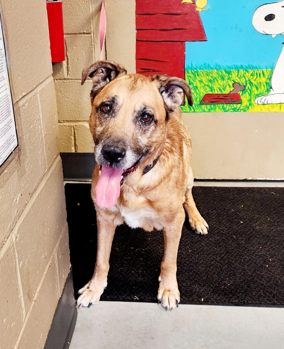 Dog for adoption Milo, a German Shepherd Dog Mix in Perth Amboy, NJ