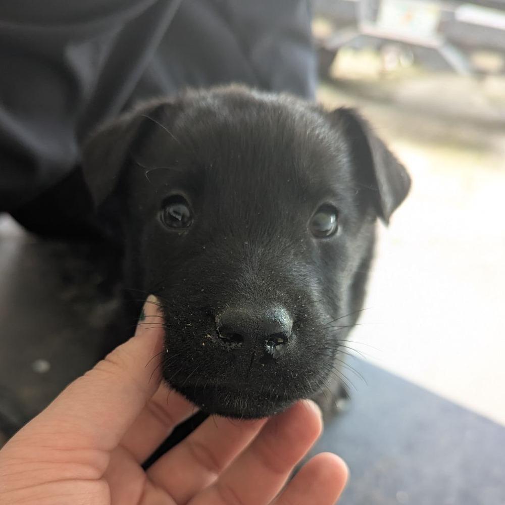 Enlarge Peso, an adopted mixed breed in Ocala, FL image 3/3