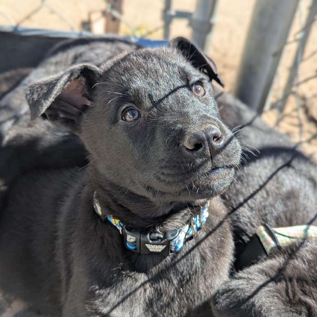 Peso, adopted, Puppy Male Black Labrador Retriever & German Shepherd Dog.
