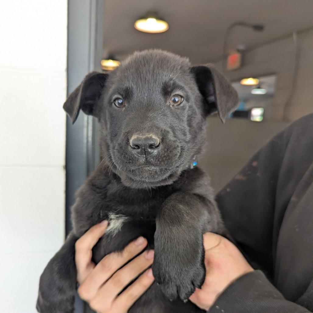 Enlarge Peso, an adopted mixed breed in Ocala, FL image 2/3