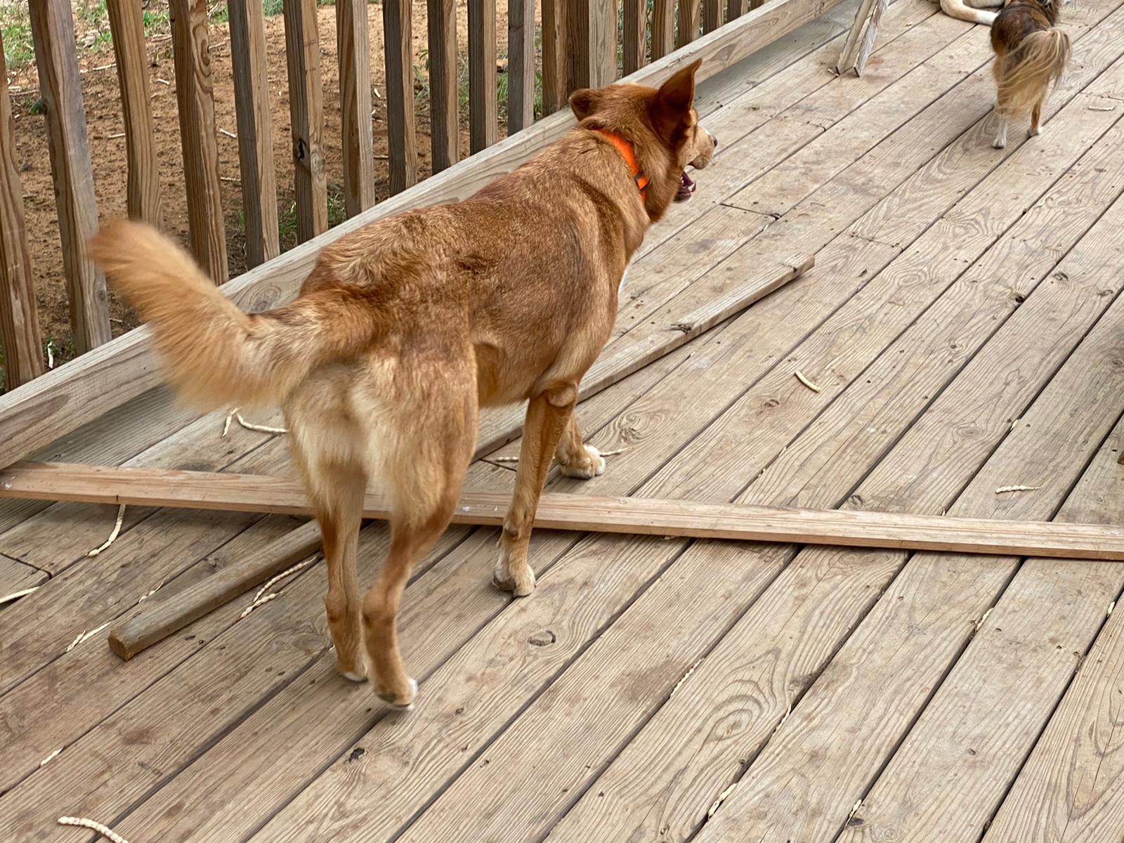 Katya, a Adoptable mixed breed in Bigfoot, TX image 1/5