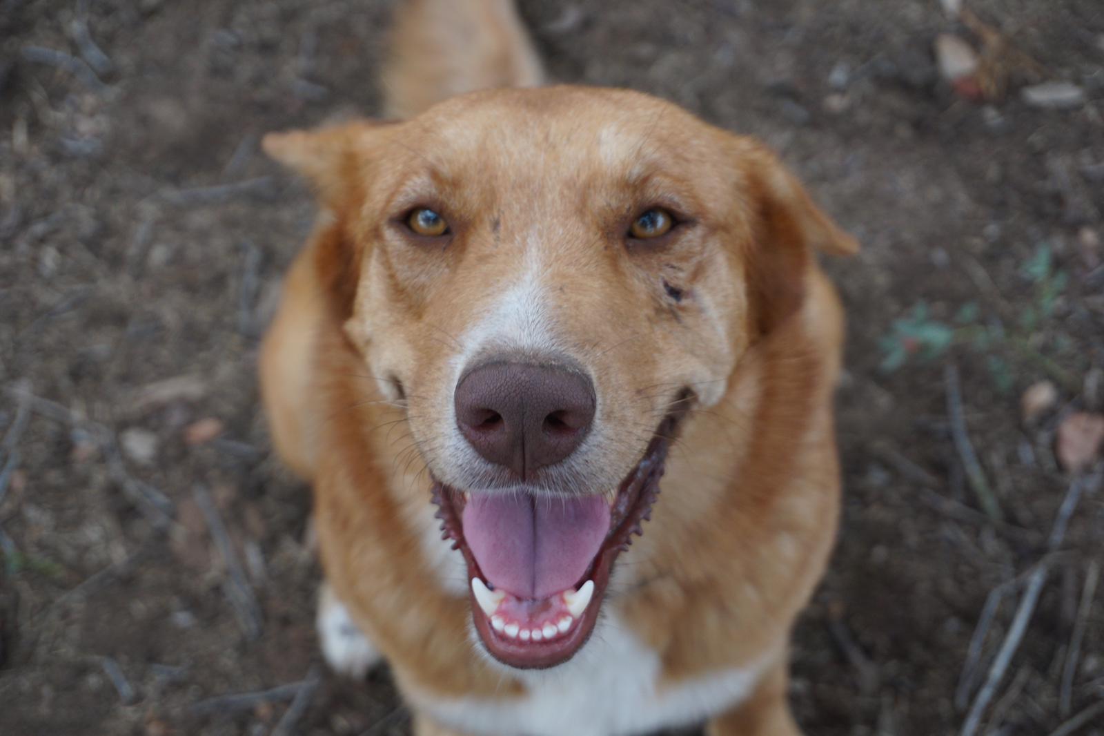 Katya, a Adoptable mixed breed in Bigfoot, TX image 2/5