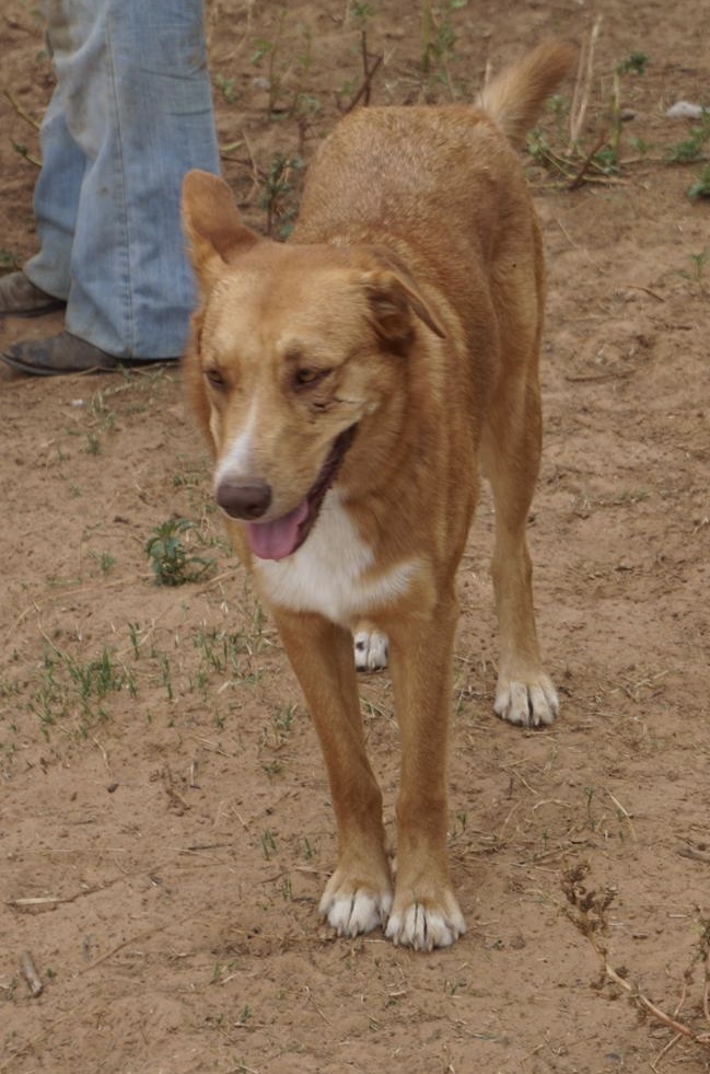 Katya, a Adoptable mixed breed in Bigfoot, TX image 3/5