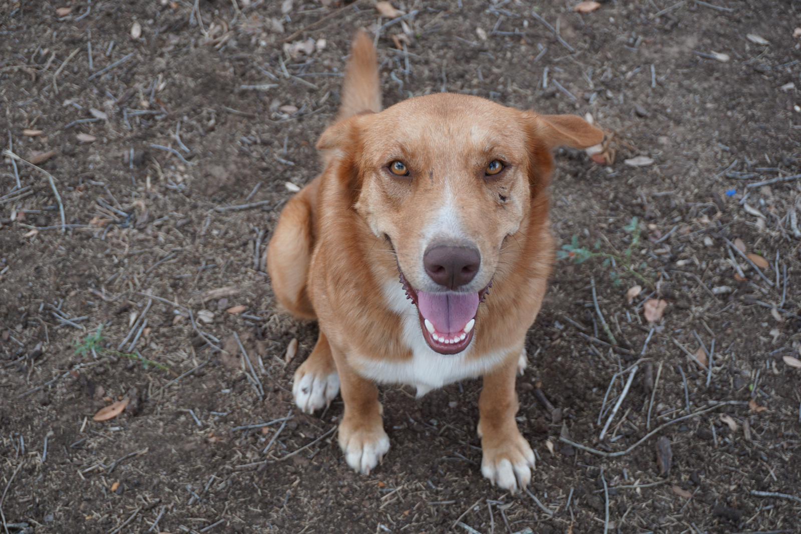 Katya, a Adoptable mixed breed in Bigfoot, TX image 4/5