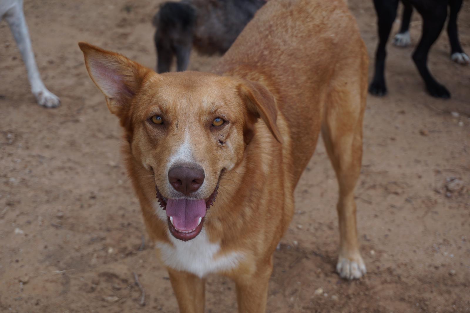 Katya, a Adoptable mixed breed in Bigfoot, TX image 5/5