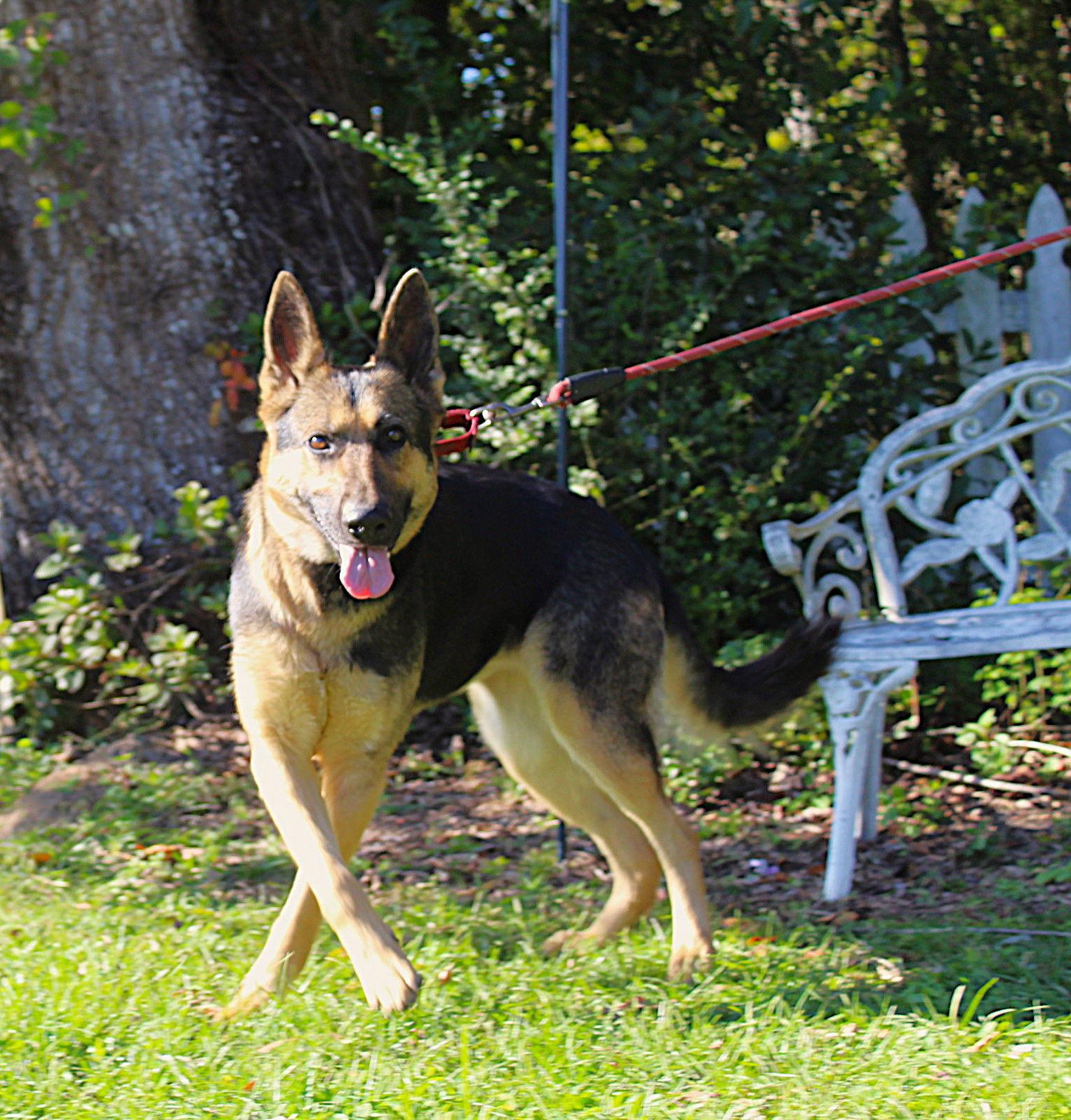 Arya-2yrs/Wonderful Girl/Fully Vetted $425, Adoptable, Young Female German Shepherd Dog.