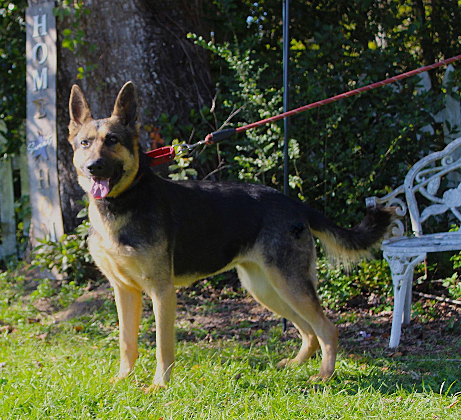 Enlarge Arya-2yrs/Wonderful Girl/Fully Vetted $425, a Adoptable German Shepherd Dog in Holly Hill, SC image 2/3