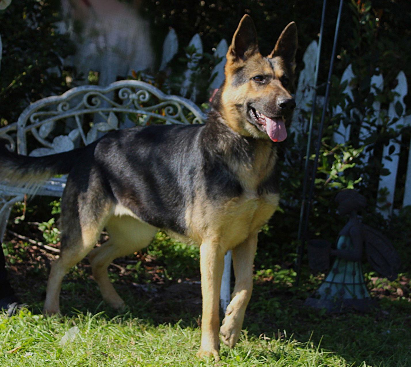 Enlarge Arya-2yrs/Wonderful Girl/Fully Vetted $425, a Adoptable German Shepherd Dog in Holly Hill, SC image 3/3