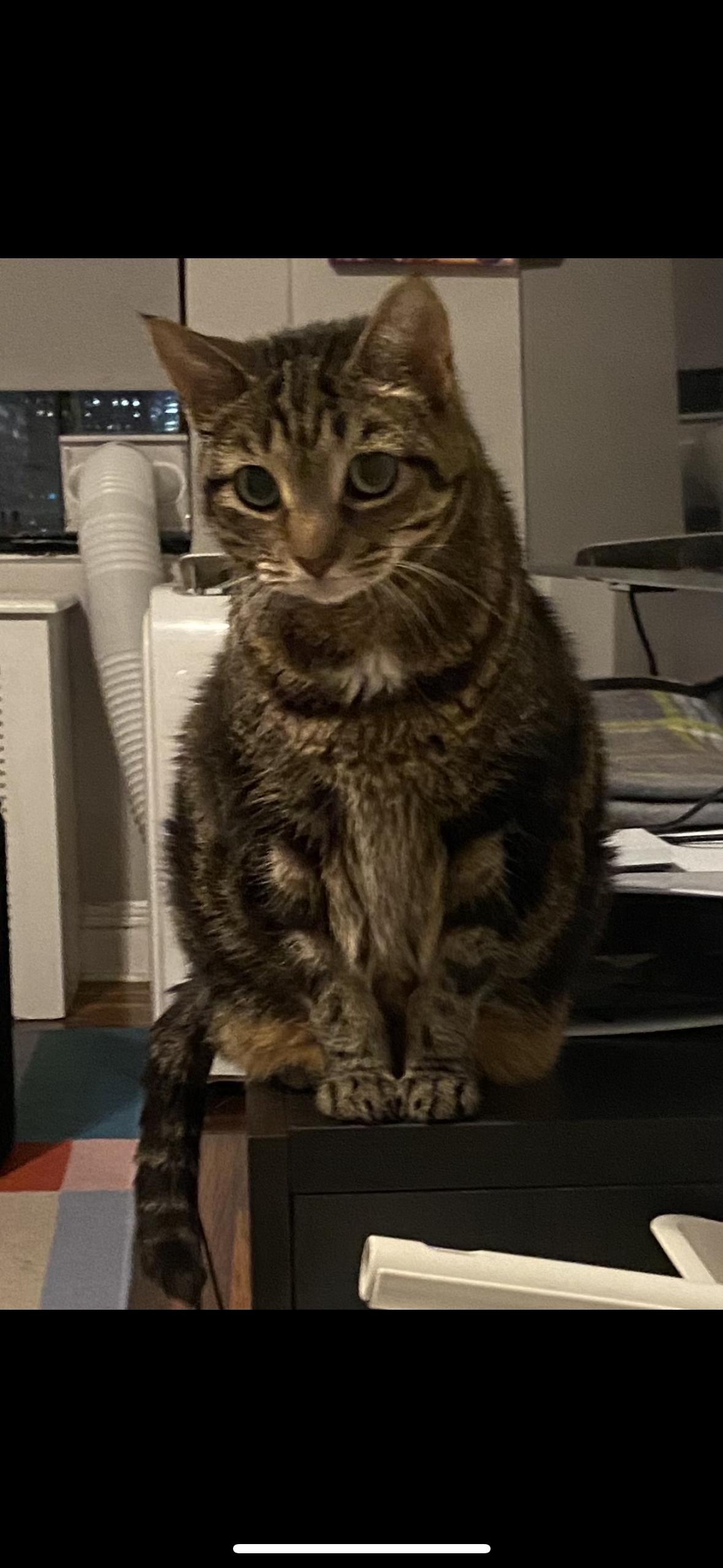 Lola, Adopted, Senior Female Domestic Short Hair.