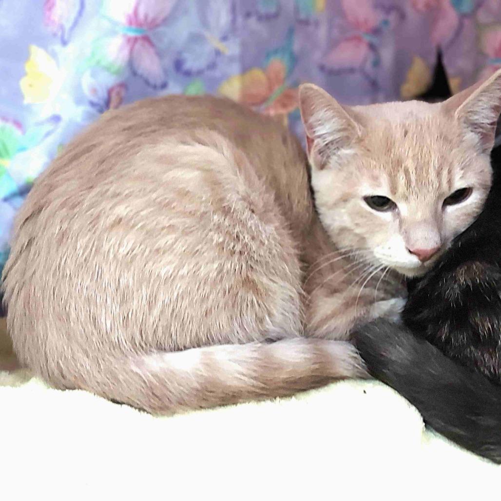 Enlarge Peter Brady, a Adoptable Domestic Short Hair in Durham, NC image 1/4